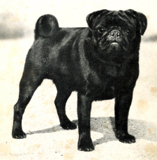 Champion Otto of Rydens, English Import